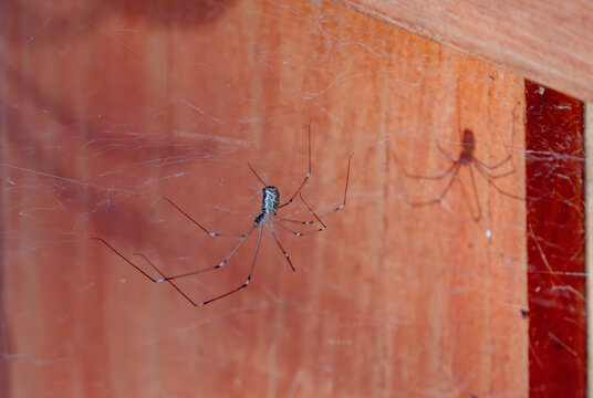 Daddy long legs hanging on web with a shadow on a fence 