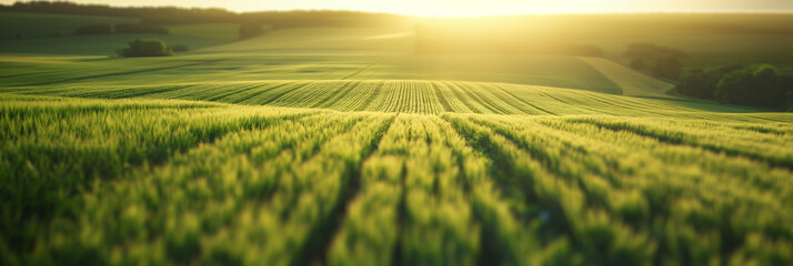 Photo of an agricultural field