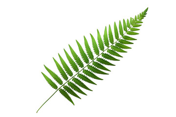 A leafy green fern with a long stem, white background, transparent background