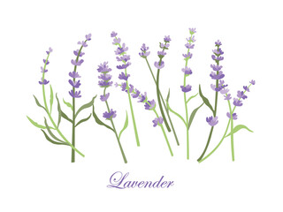 Lavender flowers set. Outlined Provence floral herbs with blooms. Vintage botanical drawing of French field Lavandula. Blossomed lavander. Hand-drawn vector illustrations isolated on white background