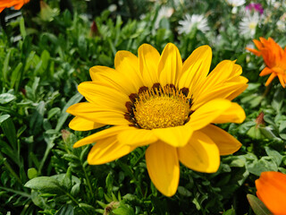yellow flower in the garden
