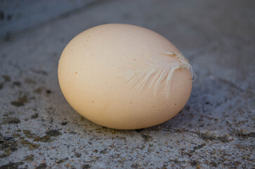 egg on a wooden table