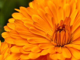 orange dahlia flower