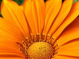 close up of orange flower