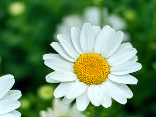 Obraz premium daisy flower