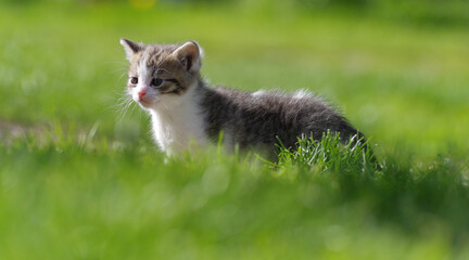 Little cute kitten on green grass in spring.