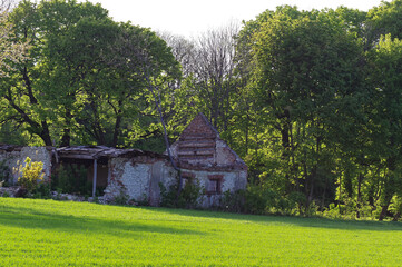 Ruins of an old house in the forest.