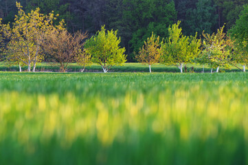 Fresh grain in spring against the background of the forest and trees.