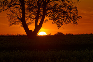 Sunset and a lonely tree in the fields. Natural background.