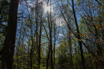 Las i słońce przebijające się przez drzewa.