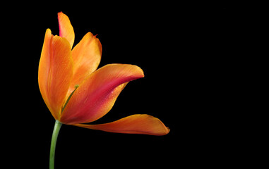 colorful tulip flower in drops of water isolated on black