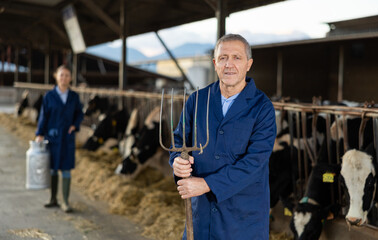 Experienced elderly male breeder standing in stall on background with herd of cows on livestock farm