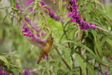 Hummingbird in the garden