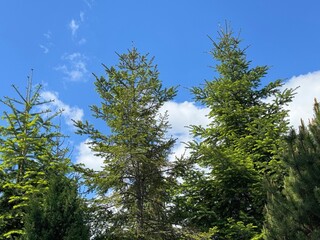Spruce trees in the conifer forest