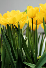 Naklejka premium Golden Apeldoorn Yellow Tulips