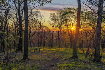 A panoramic view of a sunrise casting a warm glow over a tranquil forest.