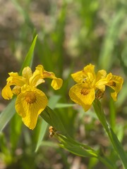 yellow flowers in the garden