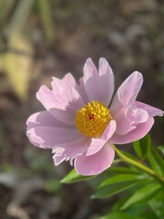 pink peony