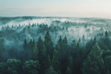 A panoramic view of a mist-covered forest stretching as far as the eye can see.