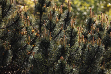 Selective focus of green, tiny and needle-like foliage leaves, Pine mugo turra is any conifer in the genus of the family Pinaceae, Pinus is the sole genus in the subfamily Pinoideae, Nature background