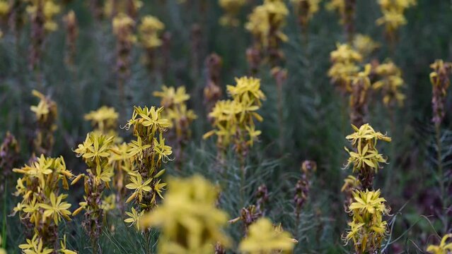 Asphodeline lutea commonly called king's spear, is a rhizomatous perennial that is native to Turkiye. Asphodeline lutea blooms in the Igneada floodplain forest in spring. Turkey. 2024.	
