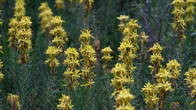 Asphodeline lutea commonly called king's spear, is a rhizomatous perennial that is native to Turkiye. Asphodeline lutea blooms in the Igneada floodplain forest in spring. Turkey. 2024.	
