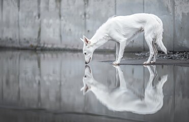 A Graceful White Dog Bending Down To Look at Its Reflection in Still Water, With Its Elegant Silhouette Mirrored Perfectly Against a Subdued Background