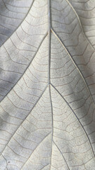 Macro view of dry leaf texture background