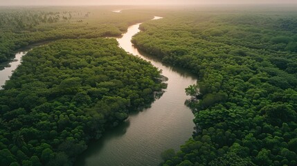 Sundarbans mangrove forest river trees sky view