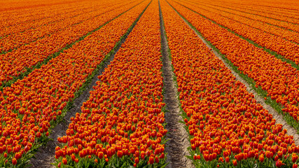 Row or line of orange tulips flowers with green leaves on the field in countryside farm, Tulips are plants of the genus Tulipa, Spring-blooming perennial herbaceous bulbiferous geophytes, Netherlands.