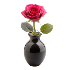 Fototapeta premium Single Red Rose in a Black Vase With a Transparent Background