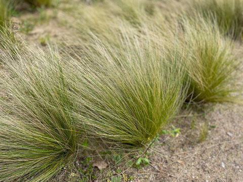 Nassella tenuissima Mexican Feather Grass growing on a sandy hill close up