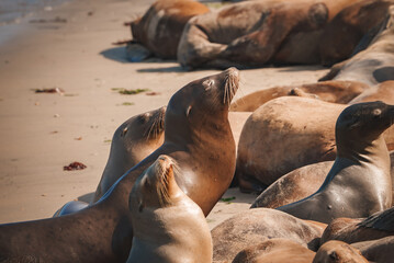 Sea lions sunbathe on a sandy beach, showcasing social and resting behavior. Two sea lions...