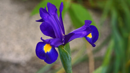 Lila Lilie © Jürgen Hamann