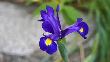 Lila Lilie © Jürgen Hamann