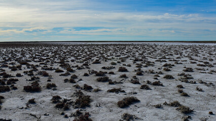 Salty soil in a semi desert environment, La Pampa province, Patagonia, Argentina.