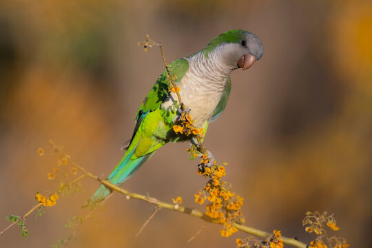 Parakeet perched on a bush with red berries , La Pampa, Patagonia, Argentina