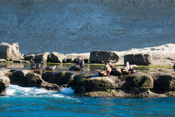 South American  Sea Lion , .Peninsula Valdes ,Chubut,Patagonia, Argentina