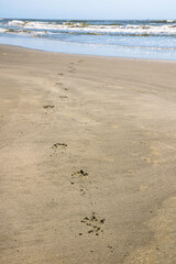 Line of fresh dog paw prints in the sand on a beach leading to the ocean waves.
