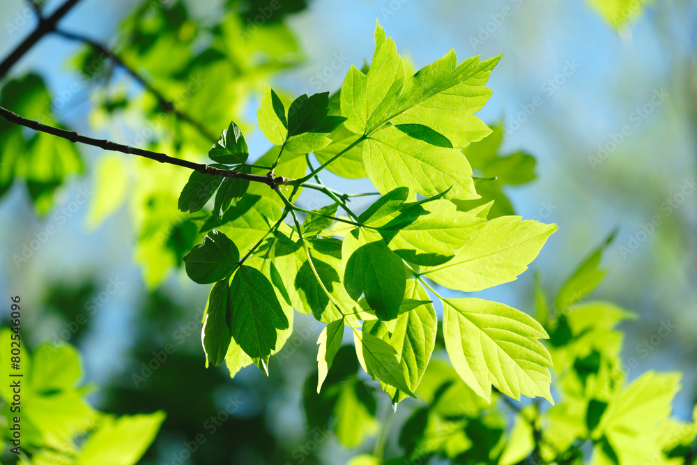Poster a leafy tree branch is bathed in sunlight, creating a serene and peaceful atmosphere. the bright gre