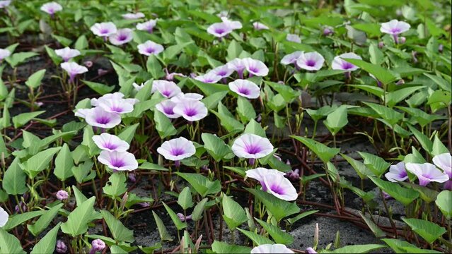 Wild Potato Vine (Ipomoea pandurata) white and purple flower, selected focus blurred background