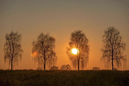 Hanging birch trees in the evening light (Pedula pendula) Village in Muensterland, North Rhine-Westphalia