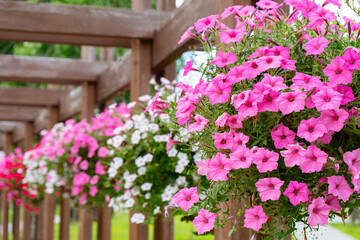 Flower pots with colorful petunia outdoor, floral street decor in public place. Pink, red and white petunia hanging in flowerpots in park, summer terrace.