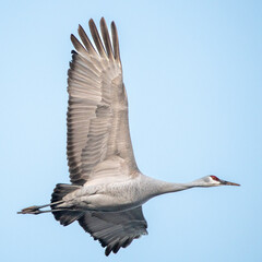 Obraz premium Mighty Sandhill Crane