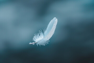 A single white feather floating in mid-air.