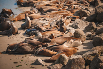 Sea lions bask together on a beach or dock, with fur ranging from light tan to dark brown. One sea...