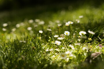 Detalle de campo de margaritas con hierba verde de primavera