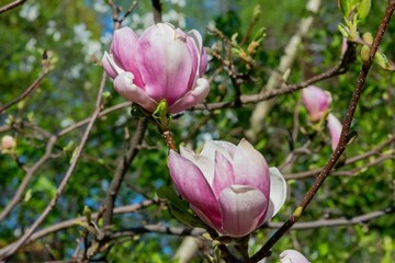 Pink magnolia flowers blooming on a branch with blurred background