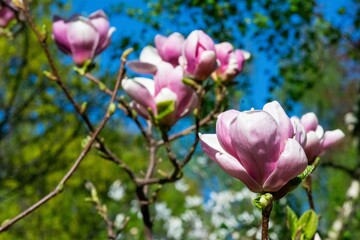 Pink magnolia tree branch with full bloom flowers and blurred green foliage under blue sky