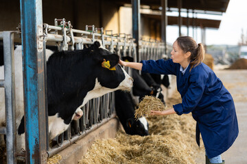 Cheerful female farmer feeding haylage and petting black and white cow sticking head through fence of stall in outdoor cowshed
